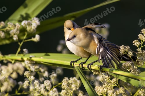 Preview: Lovely Birds. Cute Little Birds; Bearded Reedling. Dark Green Nature Background. Birds: Panurus