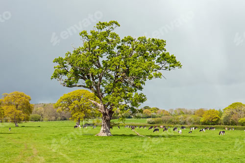 Preview: Cattle Grazing In A Springtime Meadow In England.