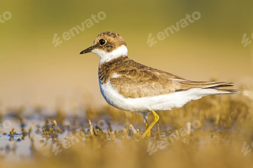 Preview: Cute Little Water Bird. Yellow, Green Water Nature Habitat Background. Bird: Common Ringed Plover