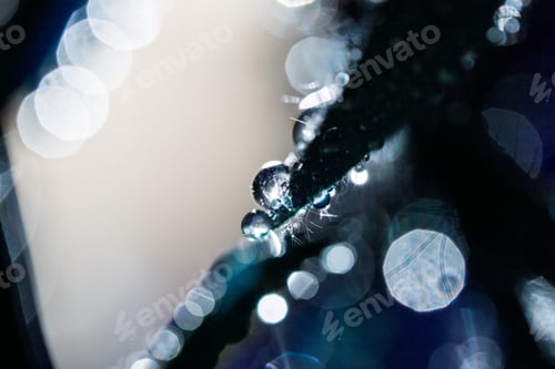 Preview: Abstract, Macro Composition With Leaves And Water Drops