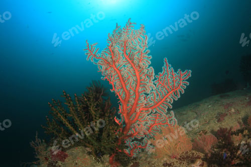 Preview: Underwater Coral Reef