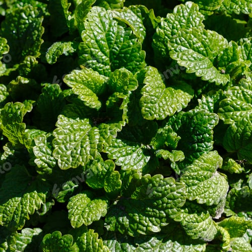 Preview: Young Green Leaves Of The Melissa. Green Leaf Background Of Lemon Mint Plant