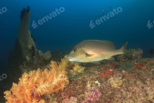 Preview: Sweetlips Coral Reef Sea Ocean Fish