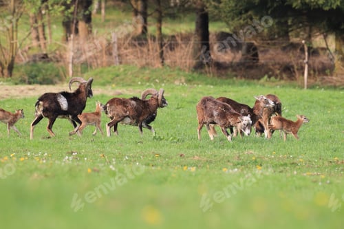 Preview: Big European Mouflon On The Grassland Wild Animal In The Nature Habitat, Saxony , Germany