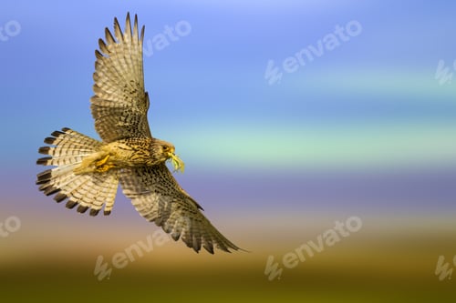 Preview: Flying Kestrel. Bird Of Prey. Colorful Nature Background.