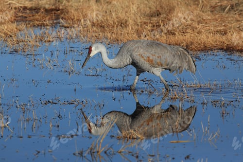 Preview: Sandhill Crane Bosque Del Apache Wildlife Reserve New Mexico Usa