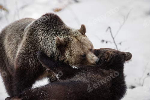 Preview: Brown Bears (Ursus Arctos) In Lake Clark National Park, Alaska, Usa