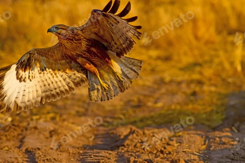 Preview: Wild Bird. Buzzard. Natural Backgroun.