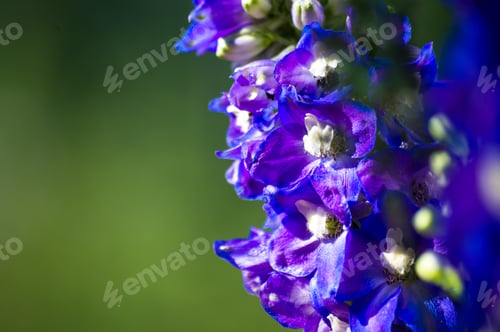 Preview: A Bouquet Of Bright Spring Flowers Of Various Types