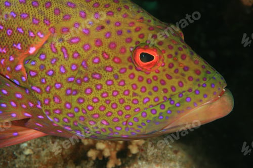 Preview: Lyretail Grouper (Variola Louti)