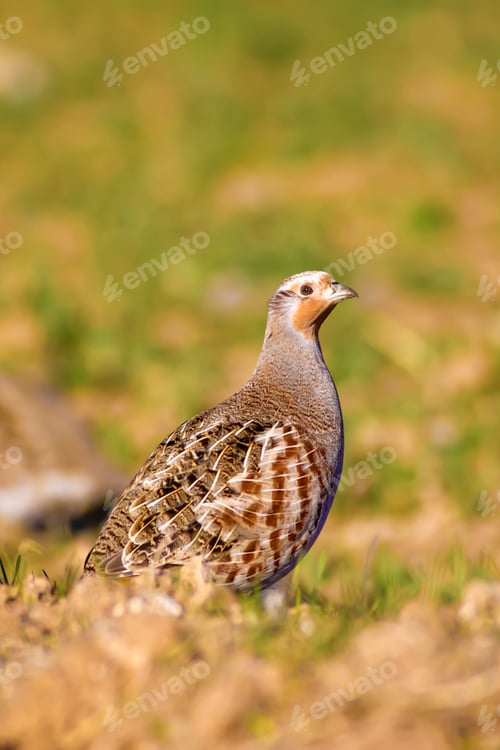 Preview: Partridges. Colorful Nature Background. Bird: Grey Partridge. Perdix Perdix.