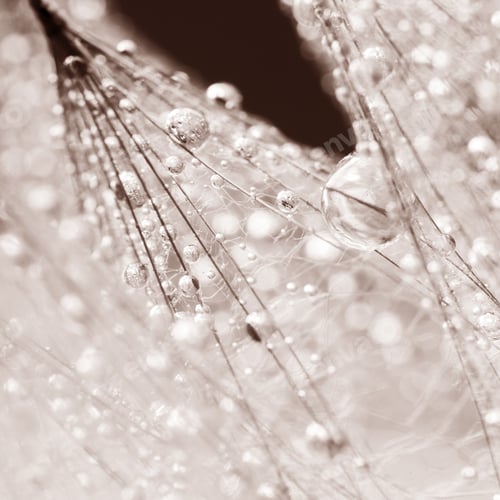 Preview: Dandelion Seeds With Water Drops On Natural Background