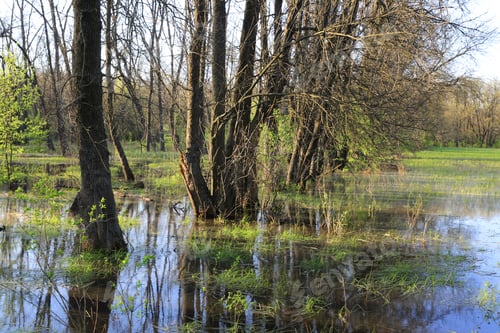 Preview: Flooded Tress In Spring Meadow