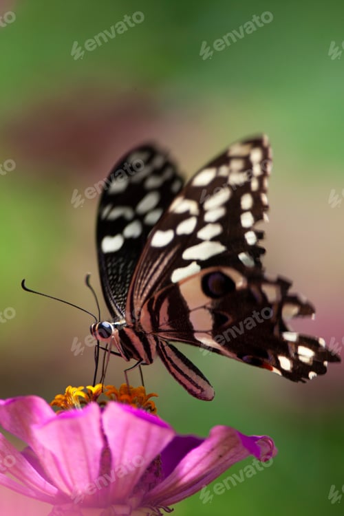 Preview: Beautiful Butterfly Rests On A Flower In The Lake Manyara National Park, Tanzania