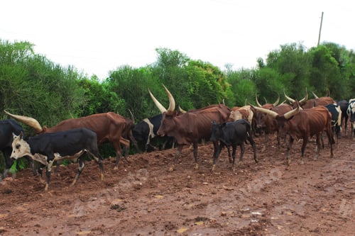 Preview: Ankole Longhorn Cattle In Rural Uganda, Africa