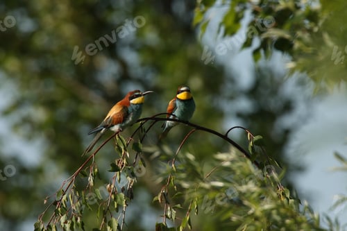 Preview: European Bee-Eater (Merops Apiaster) Germany (East)
