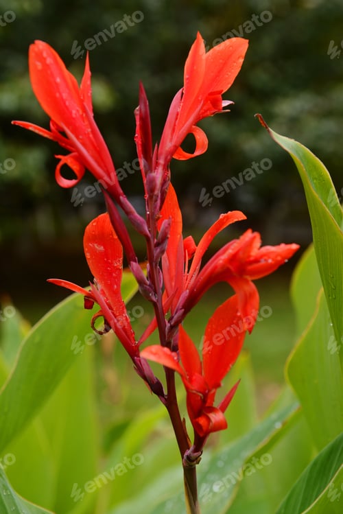 Vorschau: Blühende Canna (Canna Lily) mit Regentropfen