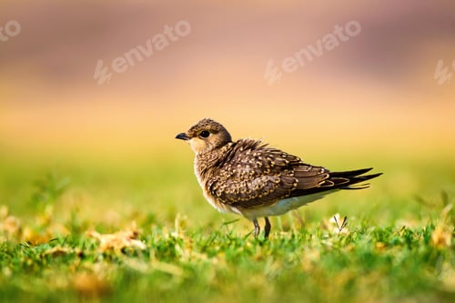 Preview: Cute Bird. Collared Pratincole / Glareola Pratincola