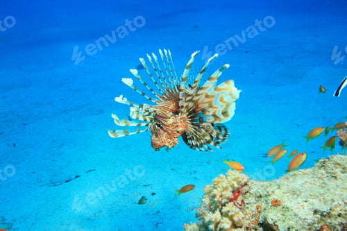 Preview: Lionfish