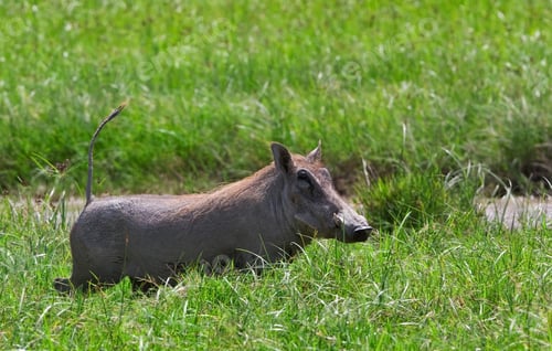 Preview: Warthog (Phacohoerus Aethiopicus) Ngorongoro Crater, Tanzania