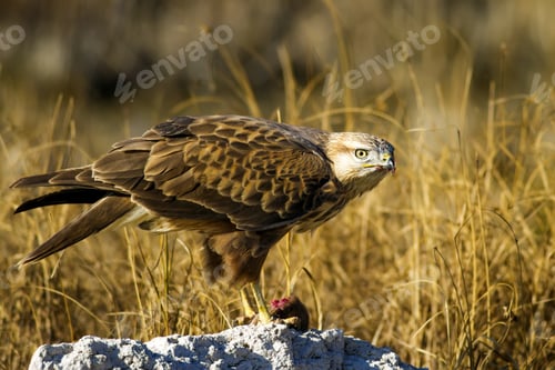 Preview: Bird Of Prey. Buzzard And Its Hunt Least Weasel. Yellow Nature Habitat Background. Bird: Long
