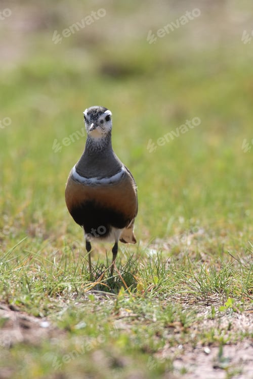 Preview: Eurasian Dotterel (Charadrius Morinellus) Helgoland, Germany