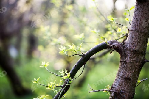 Preview: Light Yellow-Green Leaves On Spring, Natural Background
