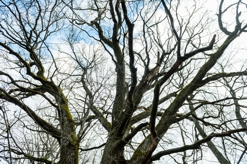 Preview: Old Large Tree Against Blue Sky With Branches Wide Spread