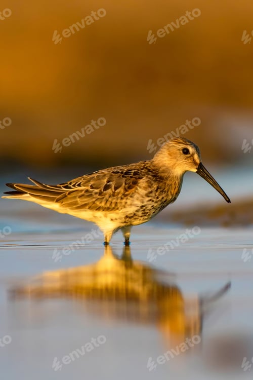 Preview: Water Bird. Colorful Nature Background.