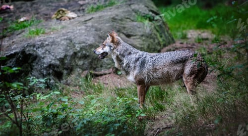 Preview: Gray (Or Grey) Wolf (Canis Lupus) In The Bayerischer Wald National Park In Bavaria, Germany