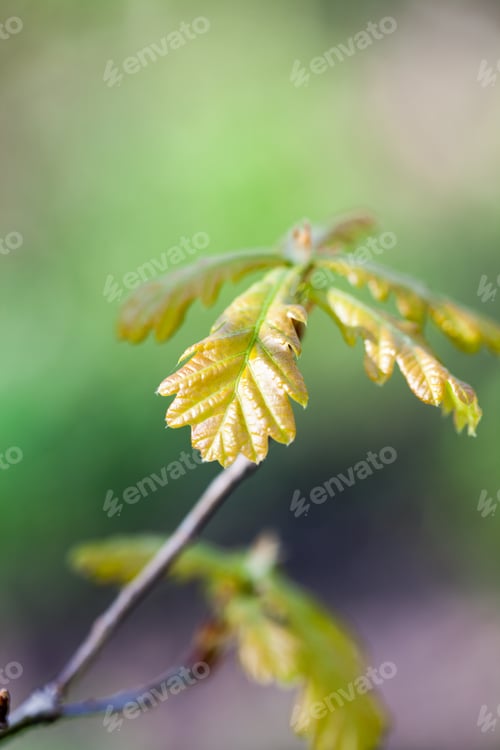 Preview: Young Oak Tree With Natural, Green Background. High Resolution And Quality