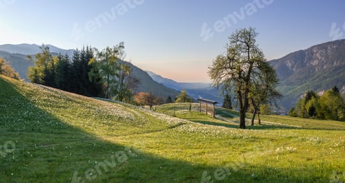 Preview: Daffodils On The Meadow In The Early Spring In Slovenia