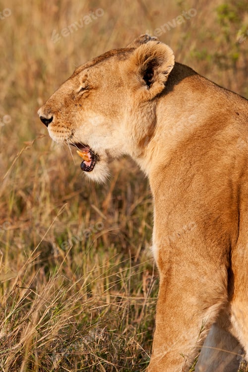 Preview: African Lioness In The Maasai Mara National Park, Kenya
