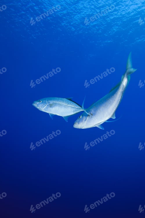 Preview: Orangespotted Trevally (Carangoides Bajad)