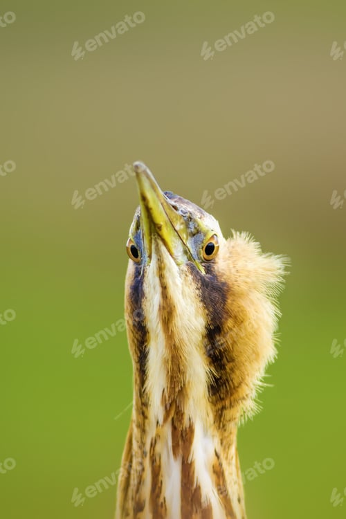 Preview: Bird Portrait. Bird: Eurasian Bittern. Botaurus Stellaris. Green Nature Background.
