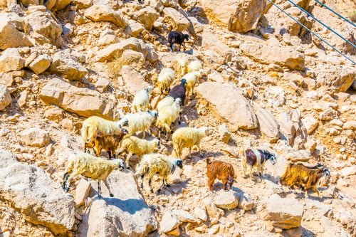 Preview: A Mountain Goat On Steep Hills Of The Wadi Tiwi, Sultanate Of Oman