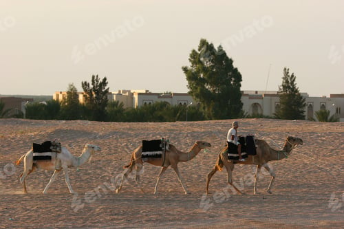 Preview: Dromedary Used As Beast Of Burden To Transport Goods Or Tourist Through The Desert Sand Dunes