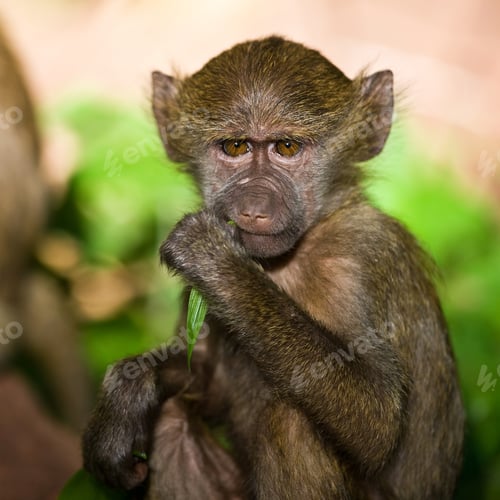 Preview: Young Baboon In The Beautiful Forest Of Lake Manyara National Park, Tanzania