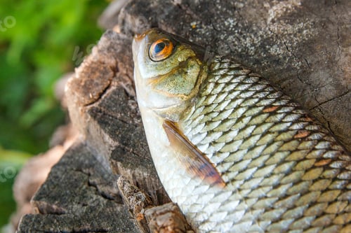 Preview: Close Up View Of Single Freshwater Common Rudd Fish Known As Scardinius Erythrophthalmus On The