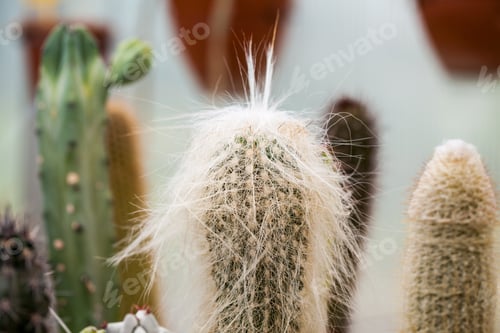 Preview: Cactuses In Balchik Botanical Garden