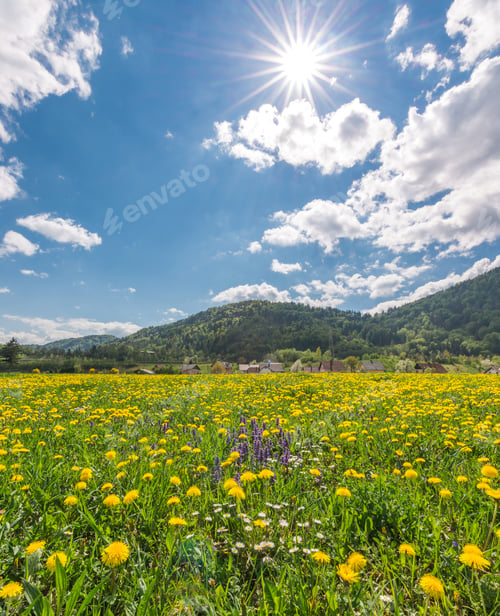 Preview: Beautiful Dandelions In The Meadow Basking In The Afternoon Sun