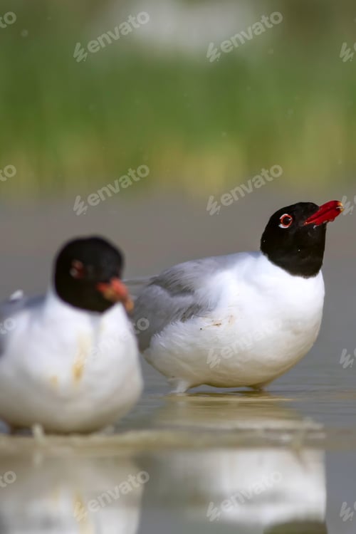 Preview: White Gulls. Blue Green Nature Background. Bird: Mediterranean Gull. Ichthyaetus Melanocephalus.