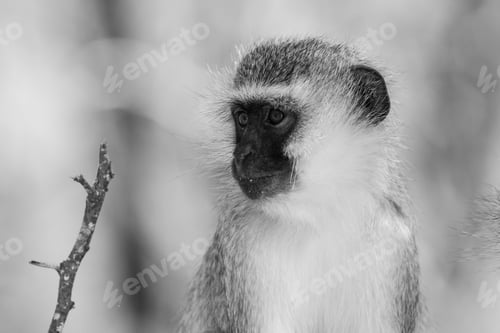 Preview: Vervet Monkey (Chlorocebus Pygerythrus) In Kruger National Park, South Africa