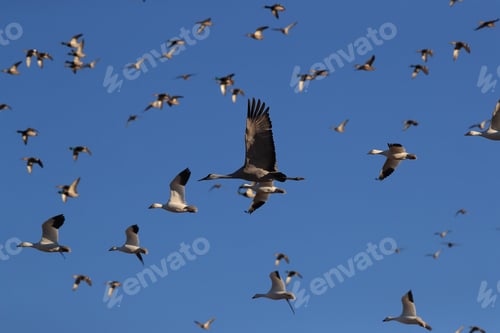 Preview: Sandhill Crane, New Mexico Usa
