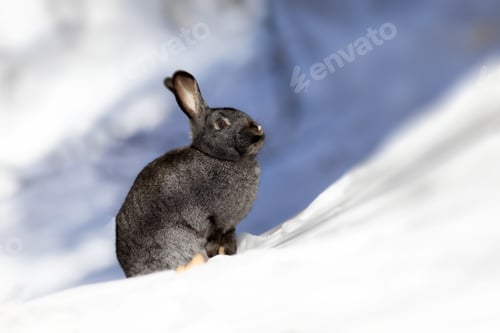 Preview: Rabbit. Winter Forest Nature Background.