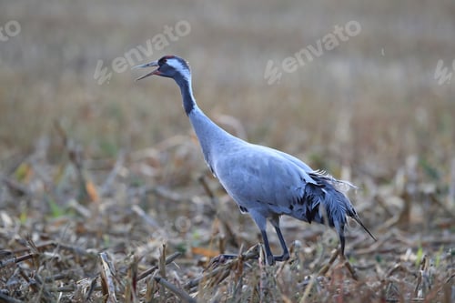 Preview: Common Cranes In The Field Mecklenburg Germany