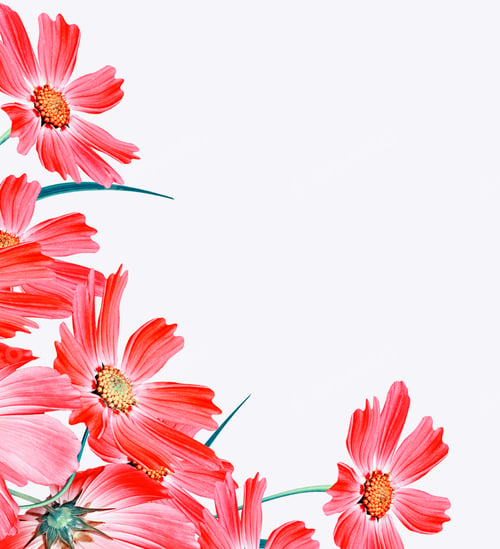 Preview: Cosmos Flowers Isolated On White Background. Spring