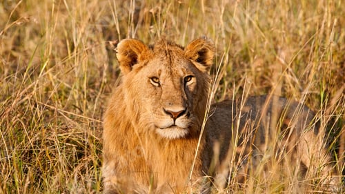 Preview: Young Male African Lion In The Maasai Mara National Park, Kenya