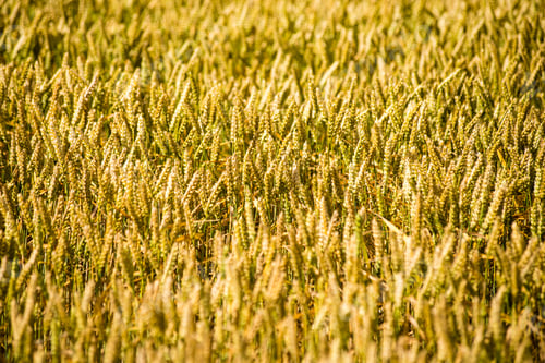 Preview: Yellow Wheat Field Close Up Macro Photograph With Abstract Texture