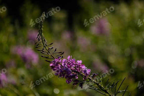 Preview: Summer Flower Pattern In Green Meadow With Blue And White Flowers And Plants. Textured Background